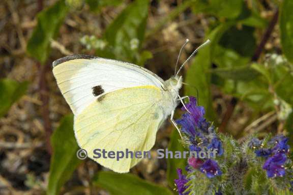white butterfly provence graphic